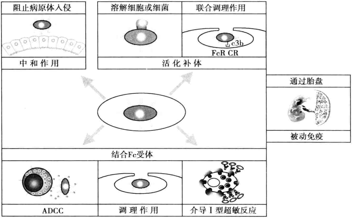 图3-5 抗体的主要生物学功能